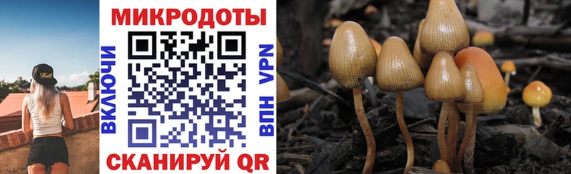 как найти закладки Семилуки Псилоцибиновые грибы Cubensis